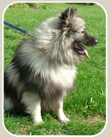 Beautiful Keeshond