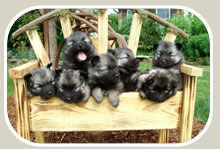 Keeshond Heaven